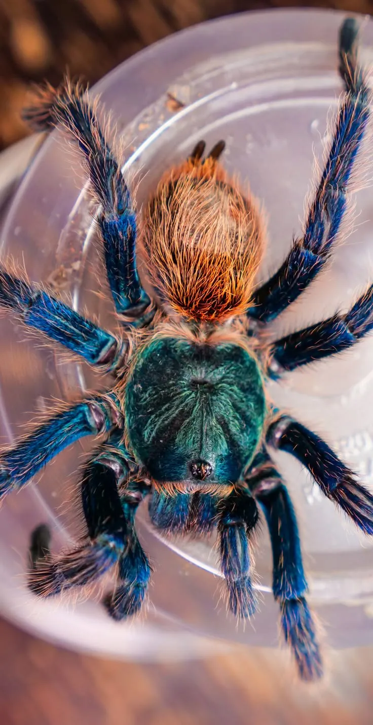 18468 blue tarantula molting