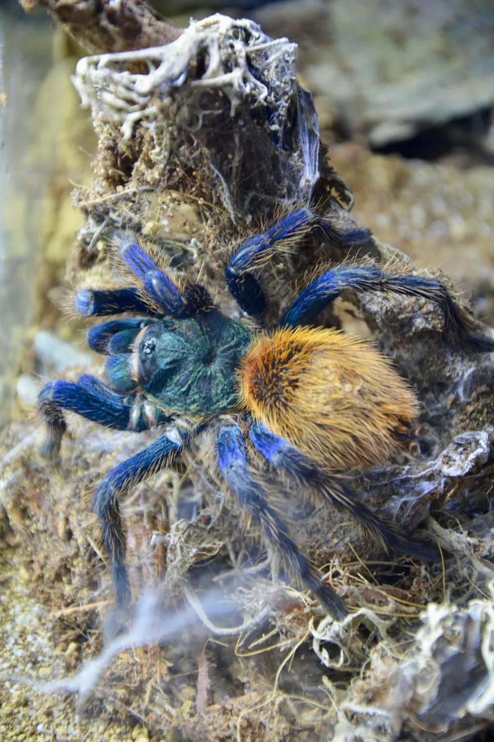 18468 blue tarantula overview