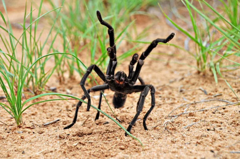 18471 tarantula comparison