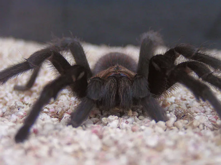 18471 tarantula molting