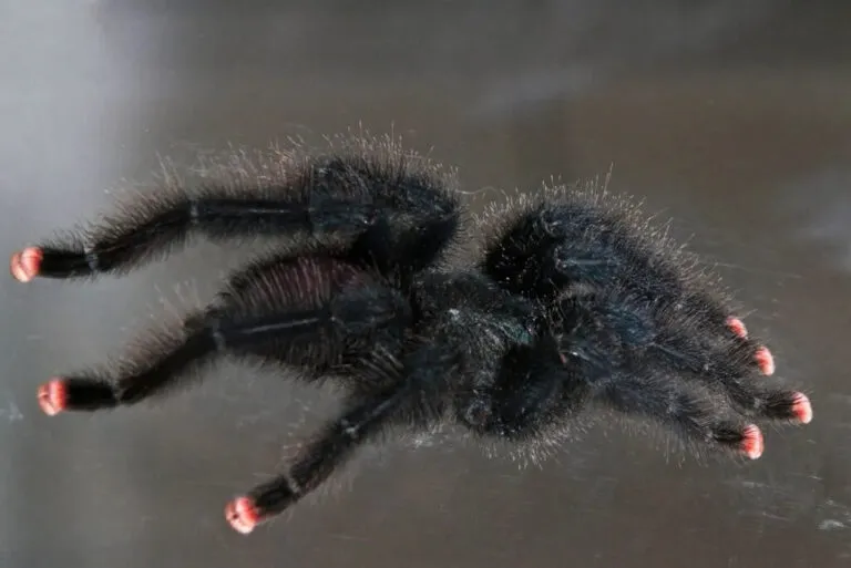 /img/18473-pink-toe-tarantula-mating.webp