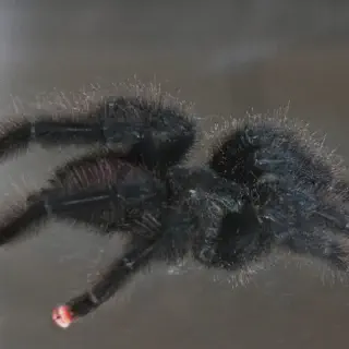 /img/18473-pink-toe-tarantula-mating.webp