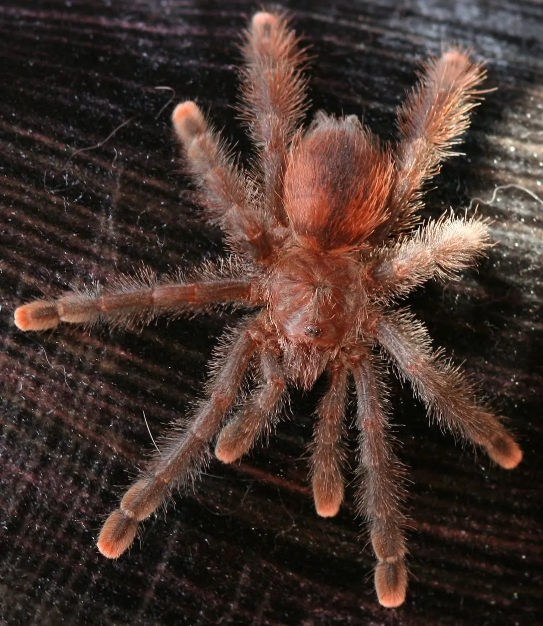 18473 pink toe tarantula molting