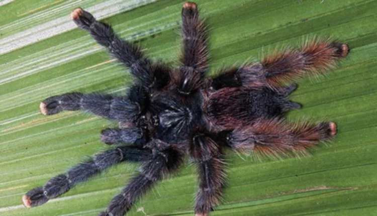 18473 pink toe tarantula prey