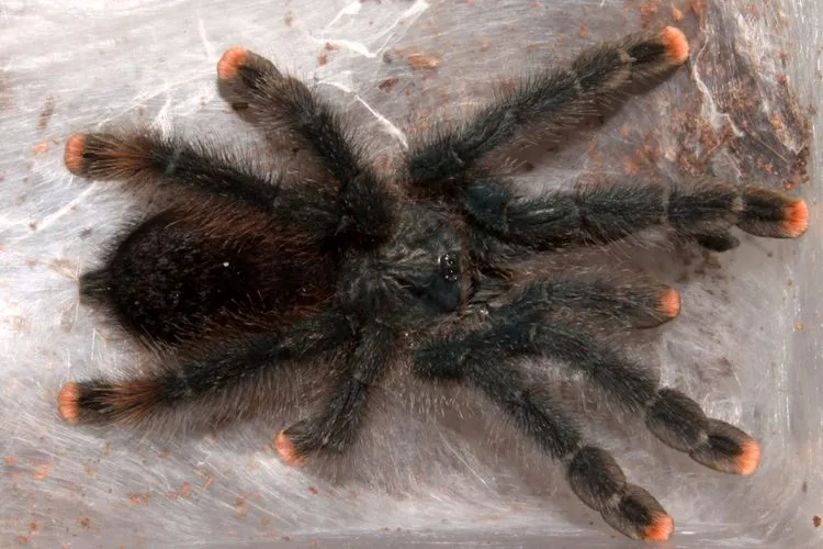 18476 classroom tarantula species