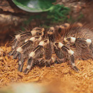/img/18476-tarantula-educational-benefits.webp