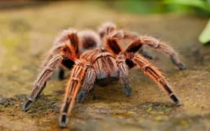 18477 tarantula spider pet store