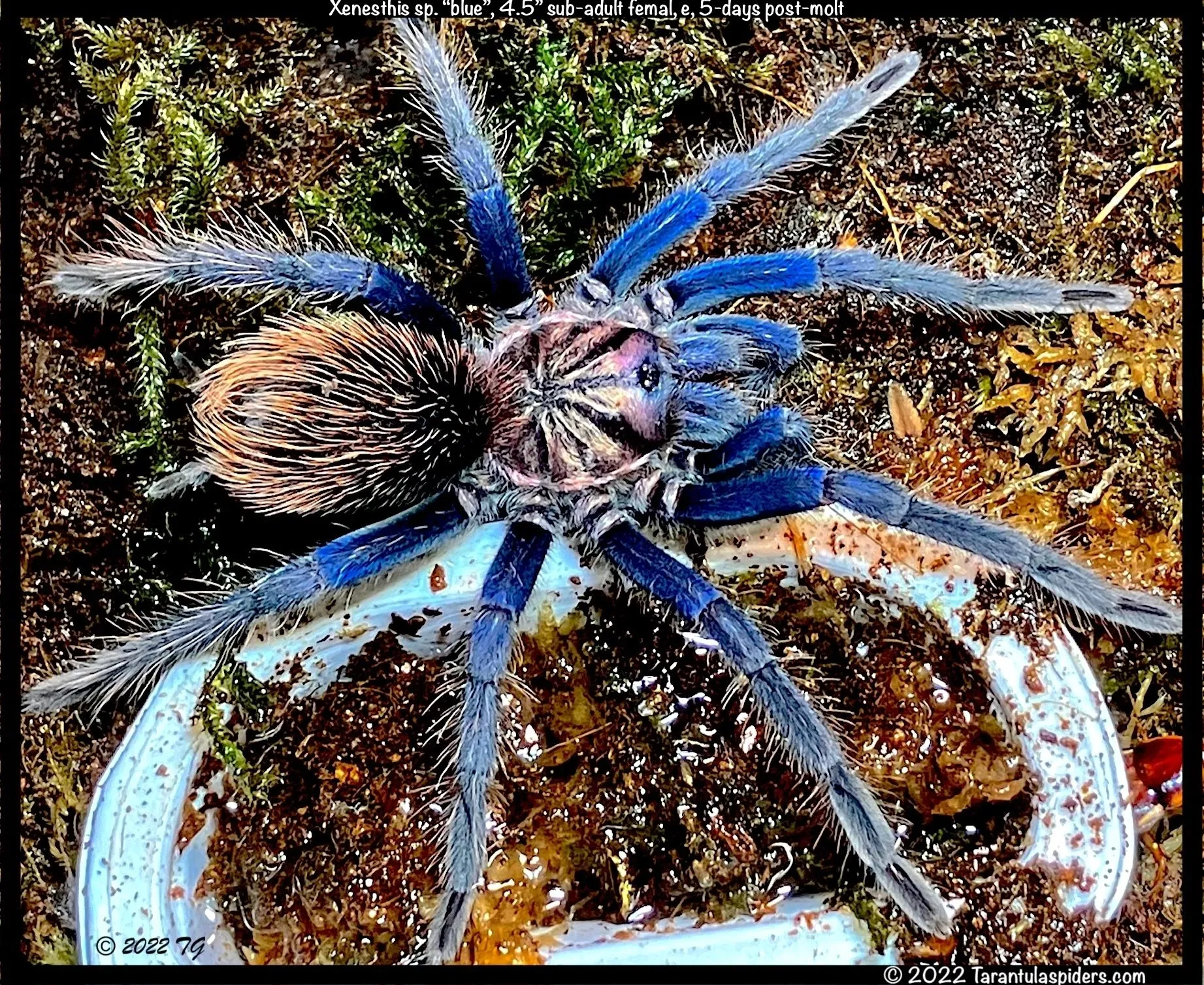 18477 tarantula spider rarity