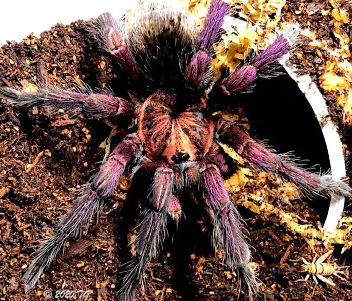 18477 tarantula spider size