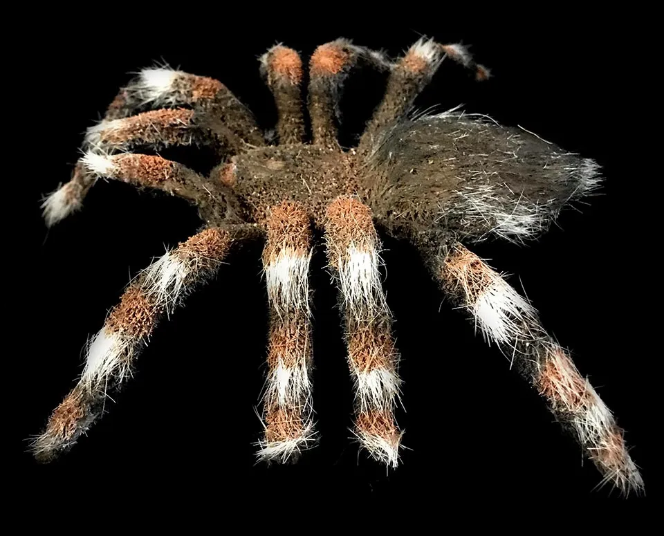 18477 tarantula spider species