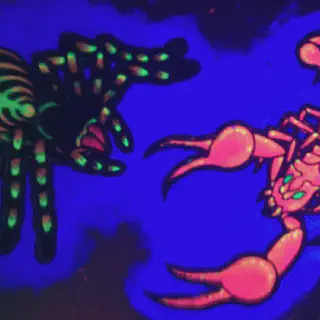 /img/18478-scorpion-vs-tarantula-fight.webp