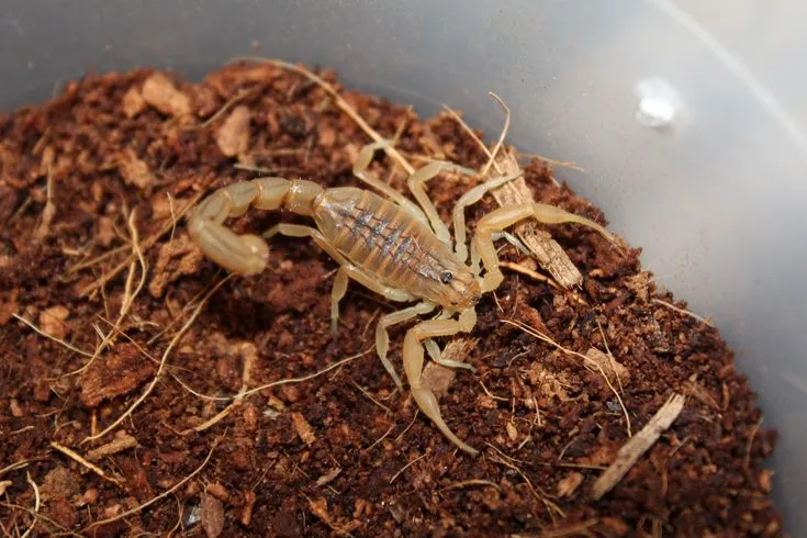 18478 tarantula defense