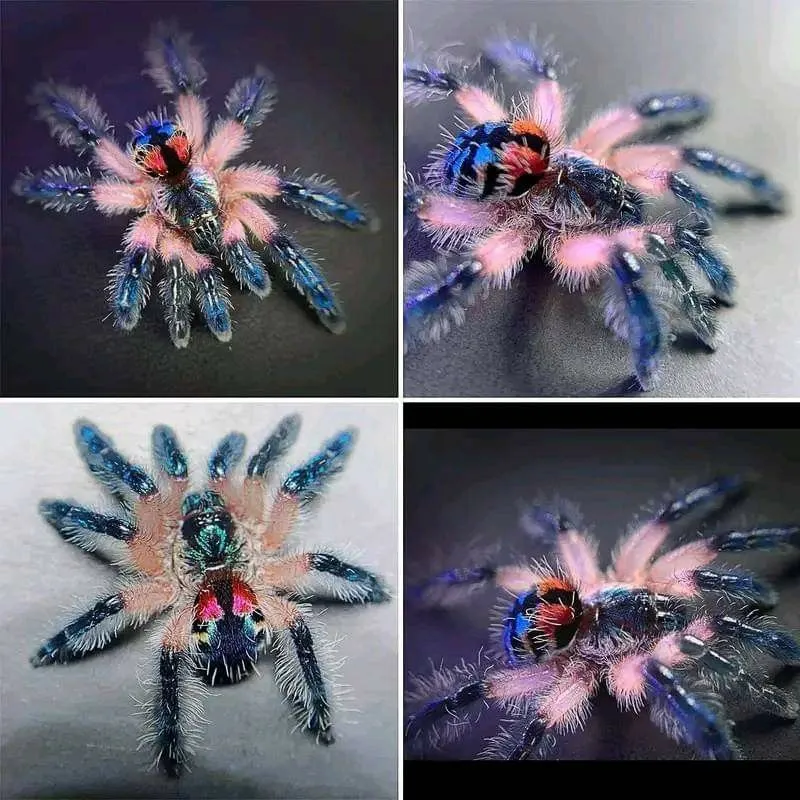 18480 brazilian blue tarantula close up