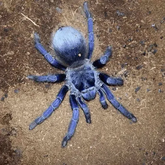 18480 brazilian blue tarantula habitat