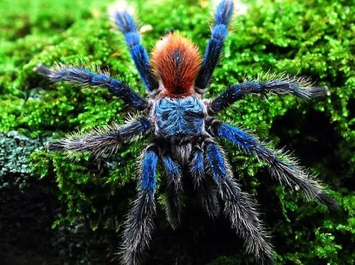 /img/18480-brazilian-blue-tarantula-juvenile.webp