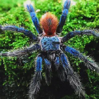 /img/18480-brazilian-blue-tarantula-juvenile.webp