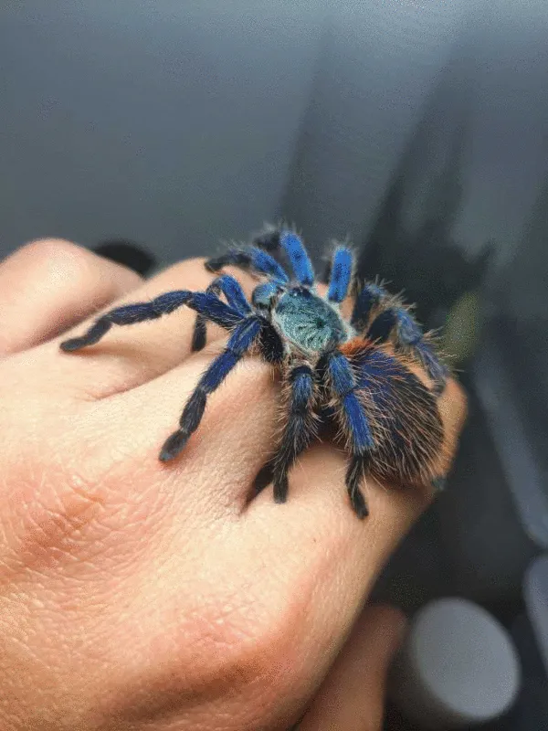 18480 brazilian blue tarantula molting
