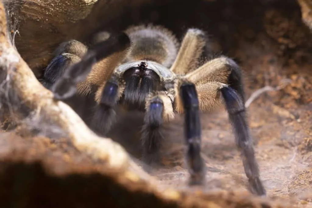 /img/18481-buying-tarantula.webp