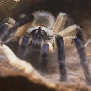 /img/18481-buying-tarantula.webp
