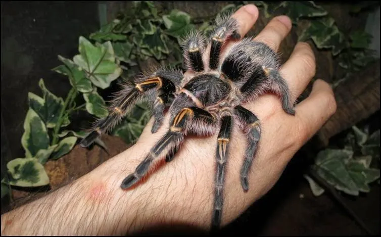 18484 tarantula diet