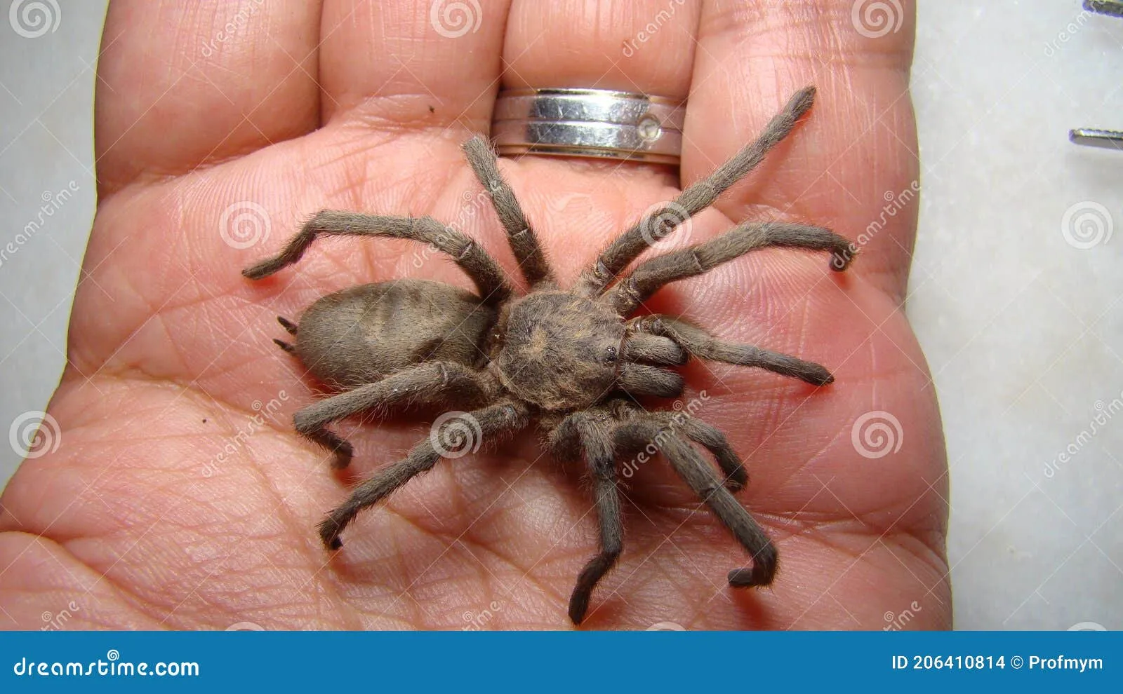18485 tarantula medication