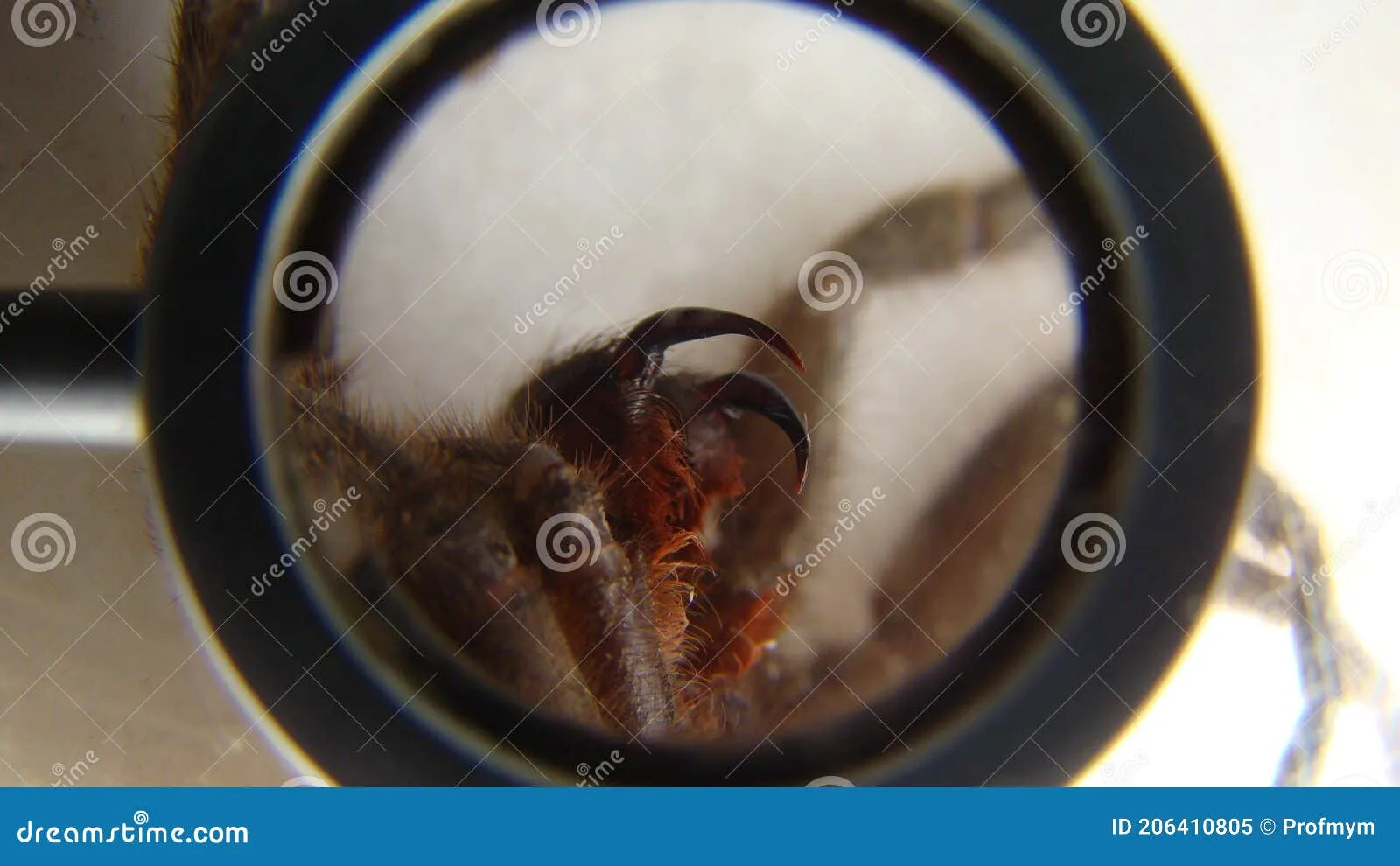 /img/18485-tarantula-molting.webp
