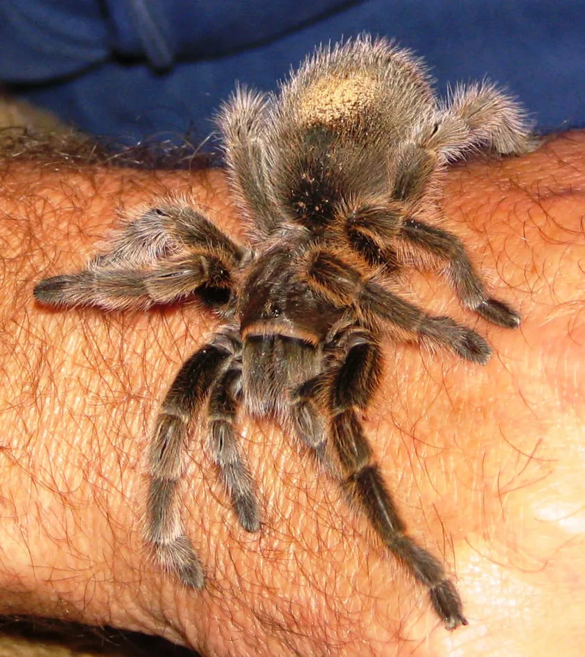 18485 tarantula vet exam