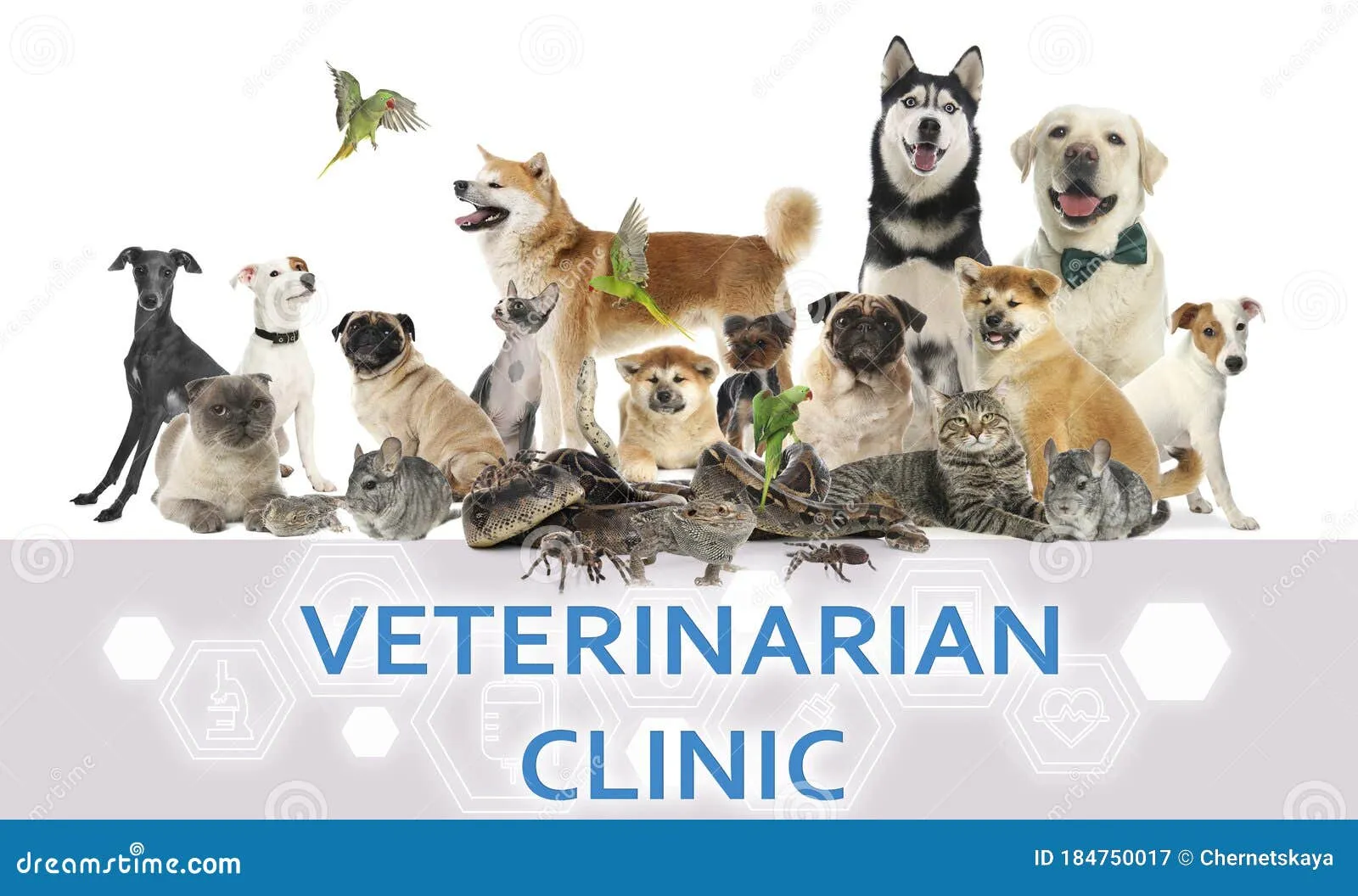 18485 tarantula vet visit