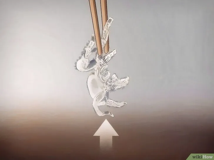 18487 lethargic tarantula