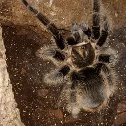 18487 safe molting environment