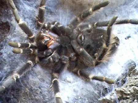 18487 tarantula abdomen changes