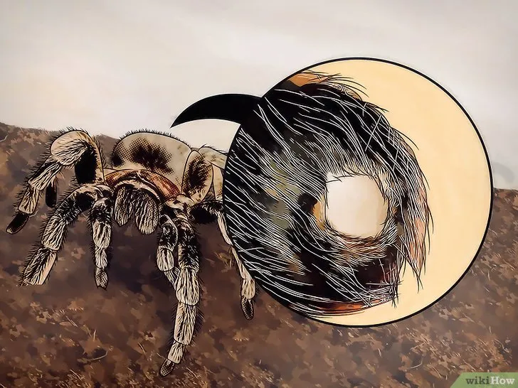 18487 tarantula creating webbing
