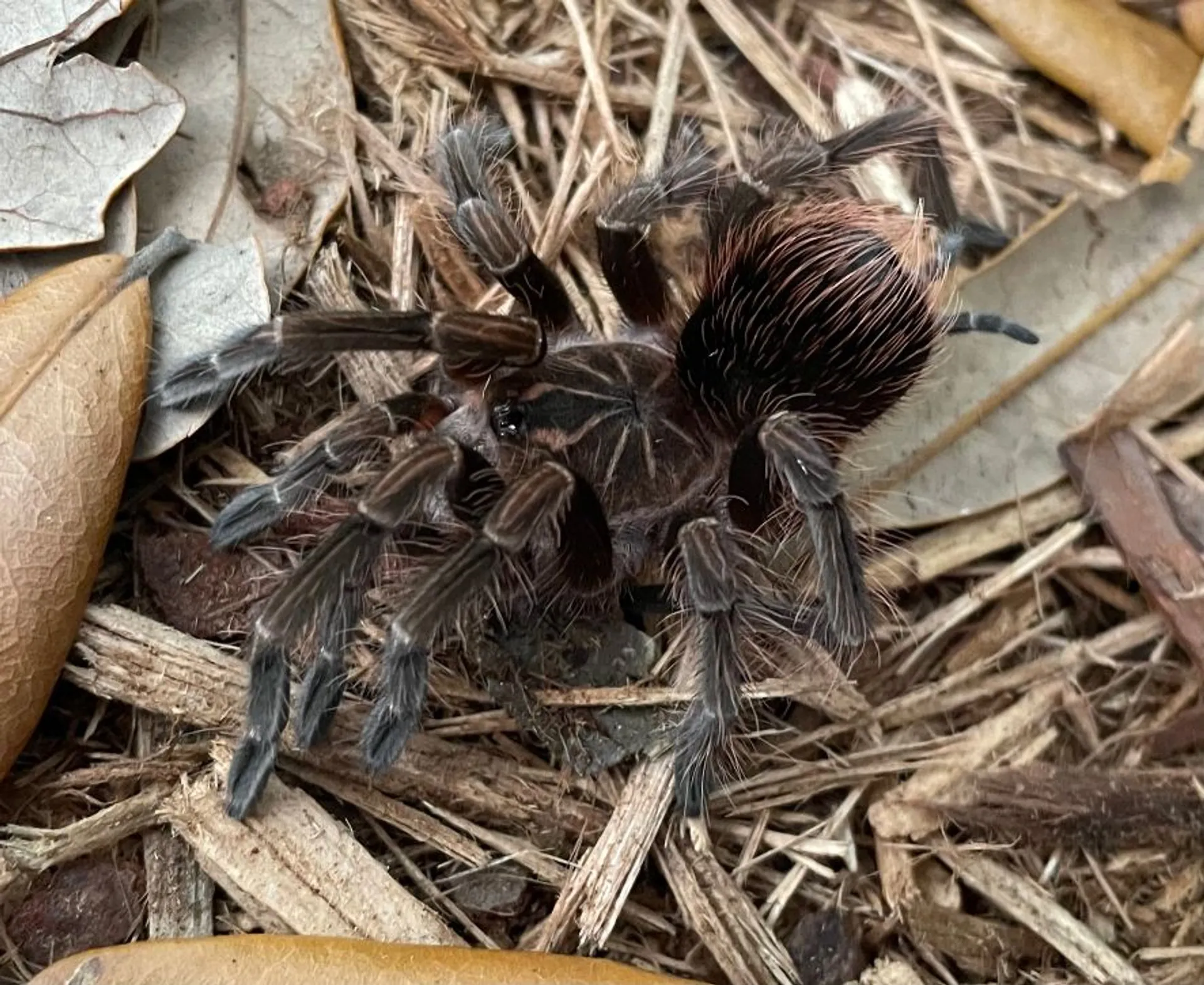 18489 pink bloom tarantula close up
