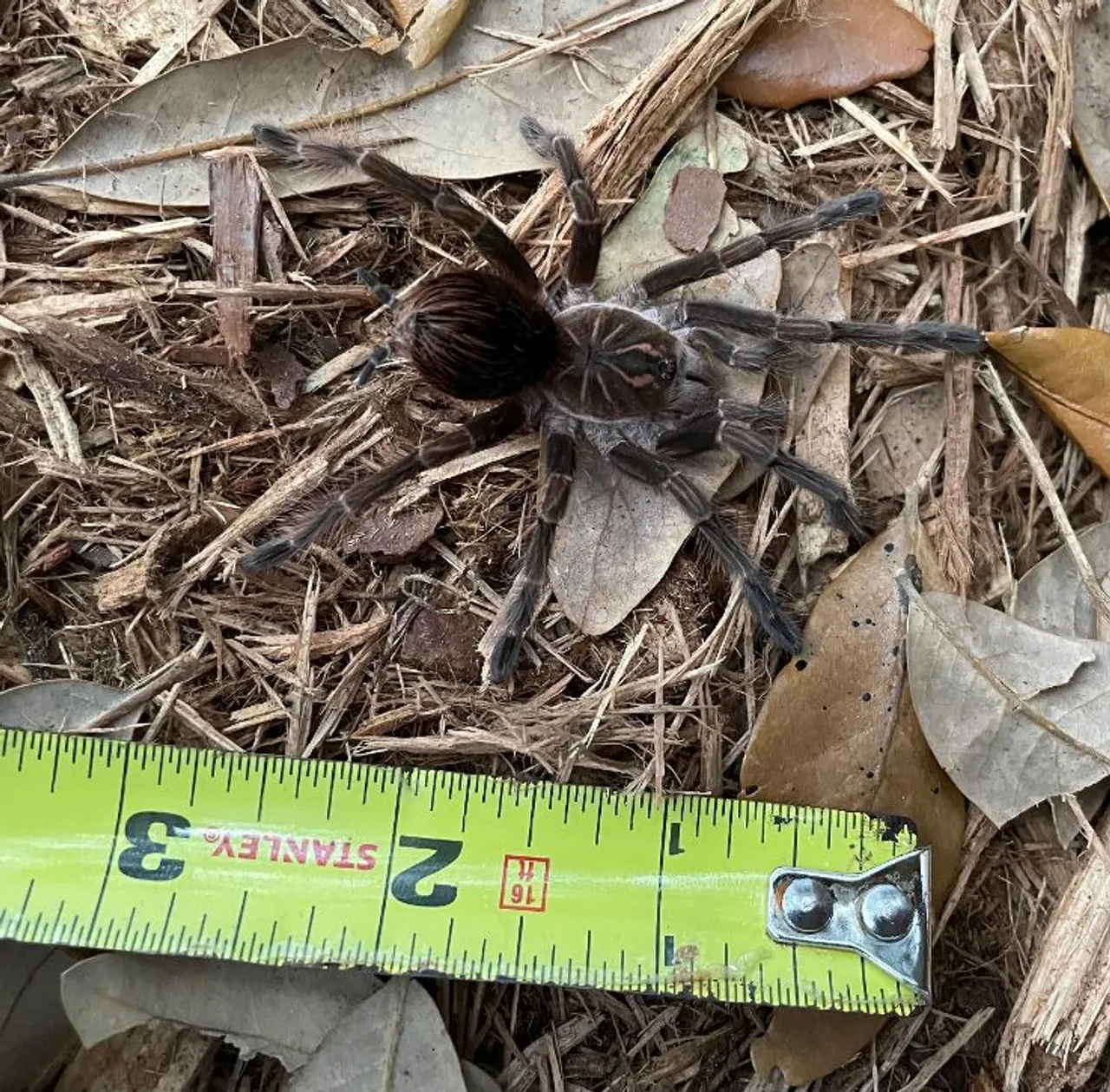 18489 pink bloom tarantula enclosure