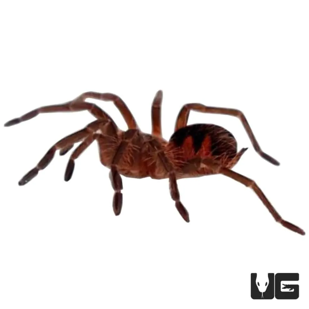 18489 pink bloom tarantula feeding