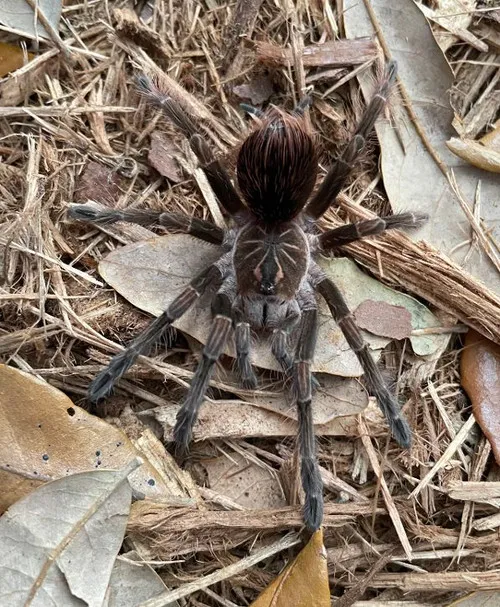 18489 pink bloom tarantula health