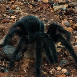 18490 cobalt blue tarantula gif 4