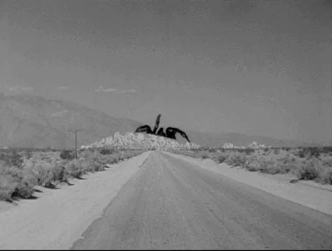 18490 cobalt blue tarantula gif 5