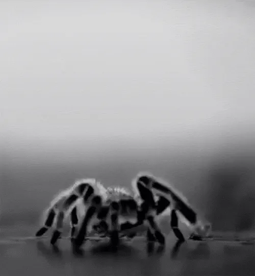 18490 cobalt blue tarantula gif 7