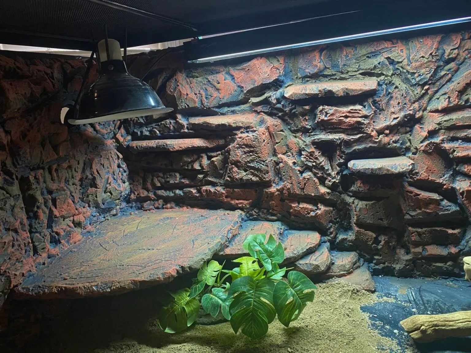 18493 bearded dragon and tarantula 1