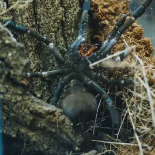 /img/18494-advanced-tarantula-care.webp
