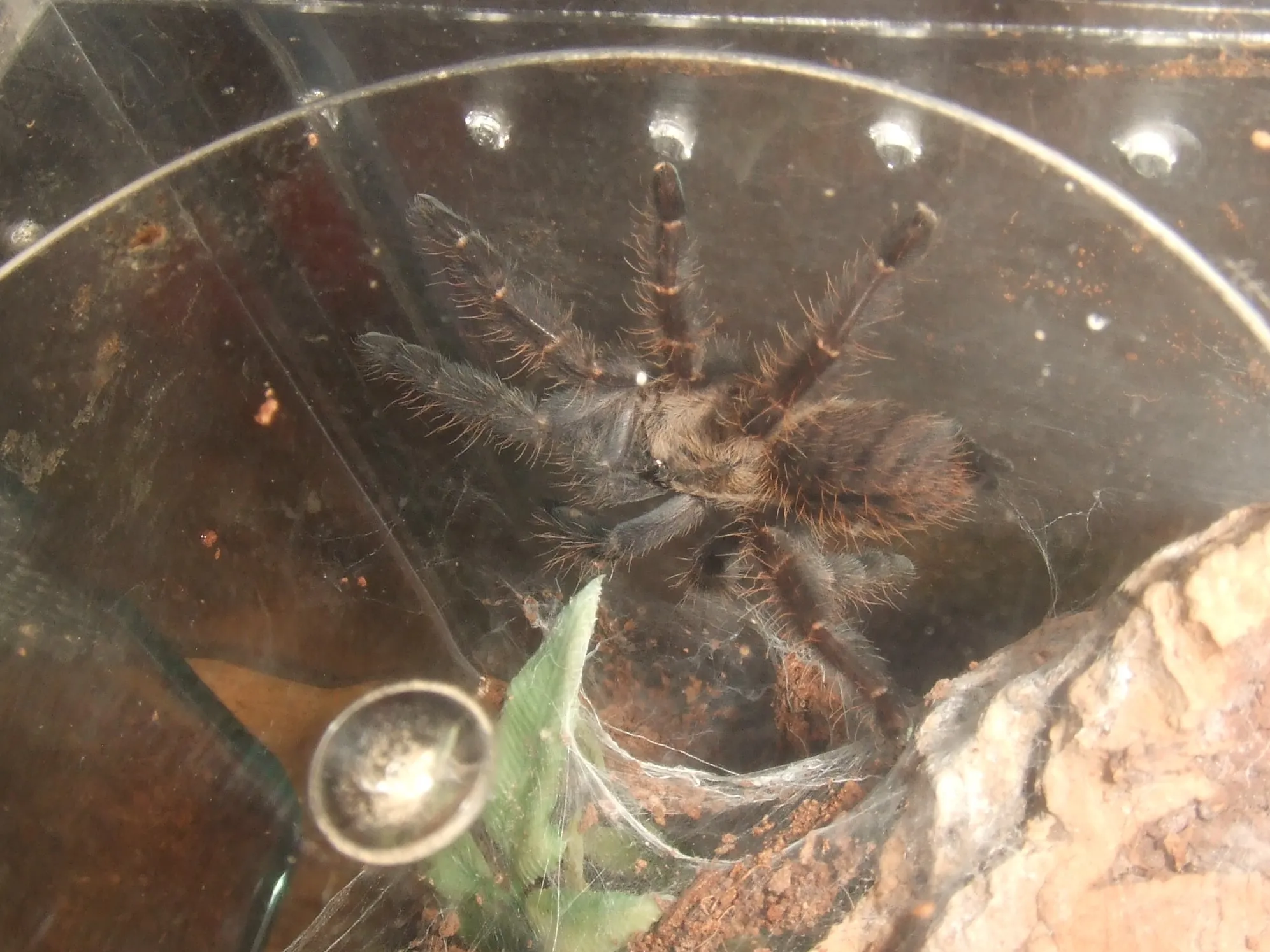 18494 healthy tarantula
