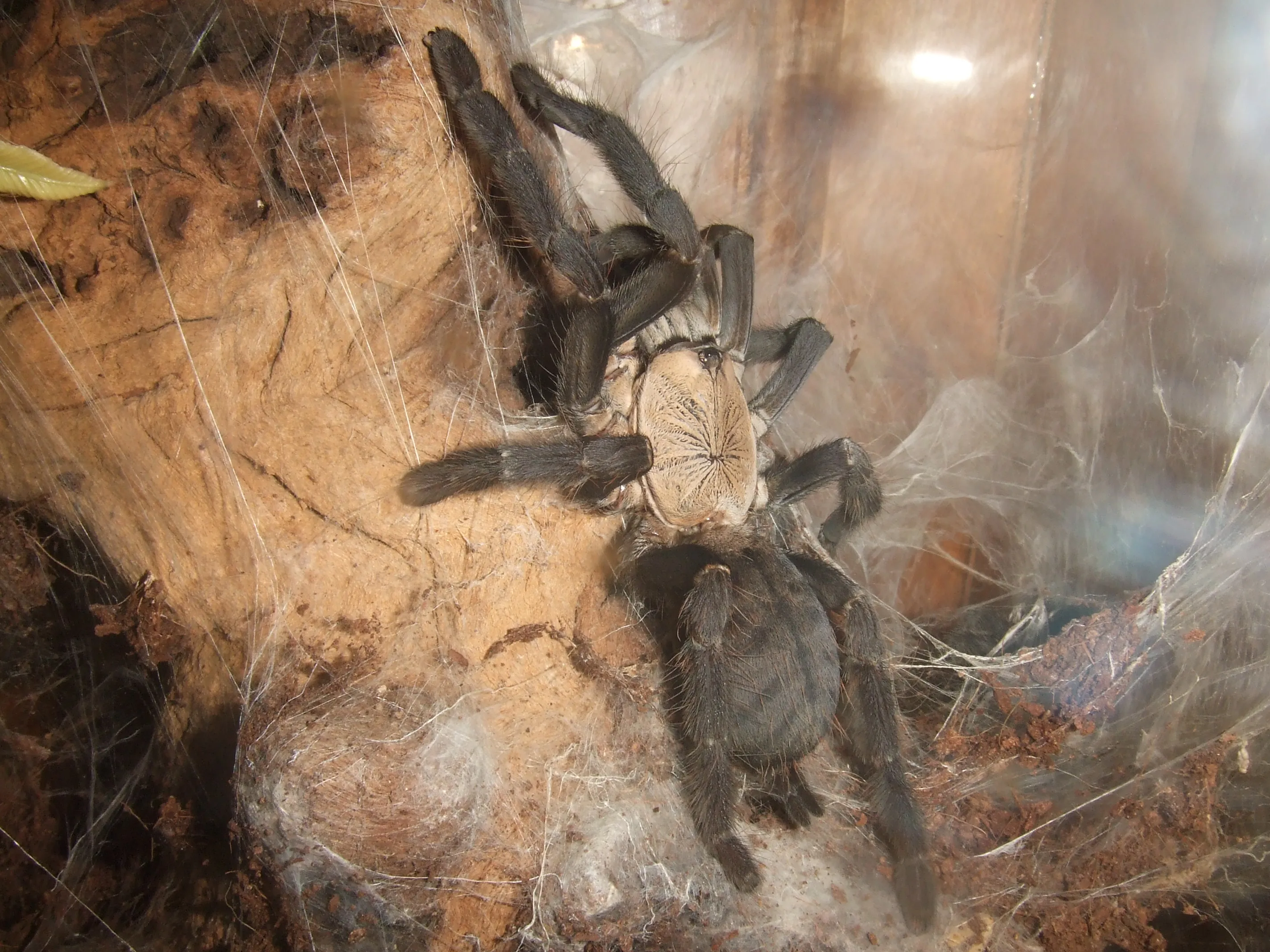 18494 tarantula molting