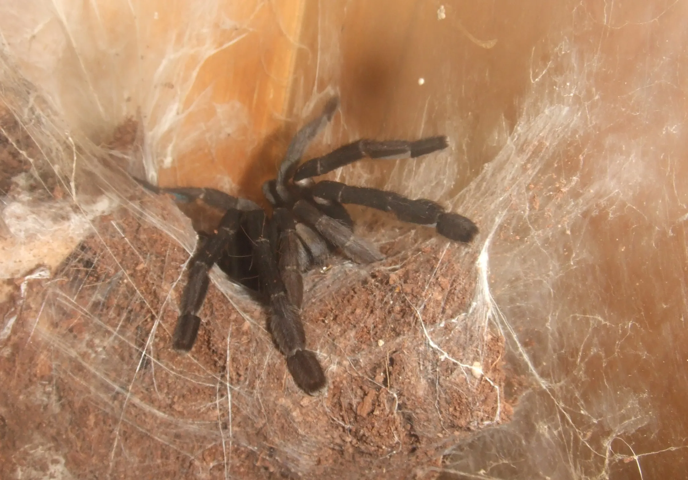 18494 tarantula substrate