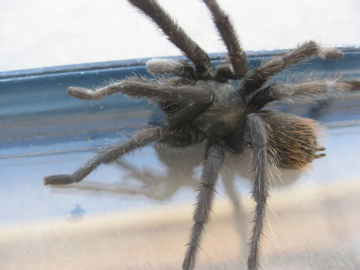 18495 arizona tarantula