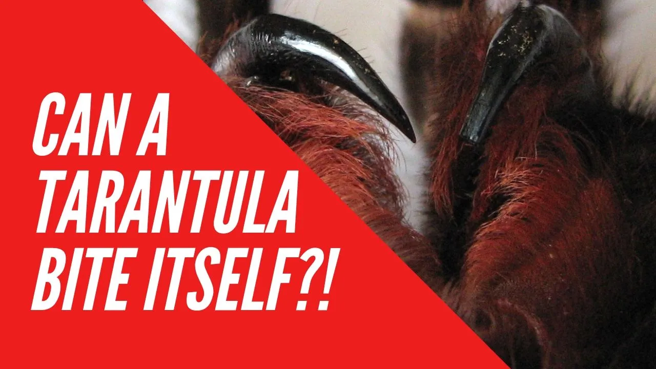 18495 tarantula bite symptoms