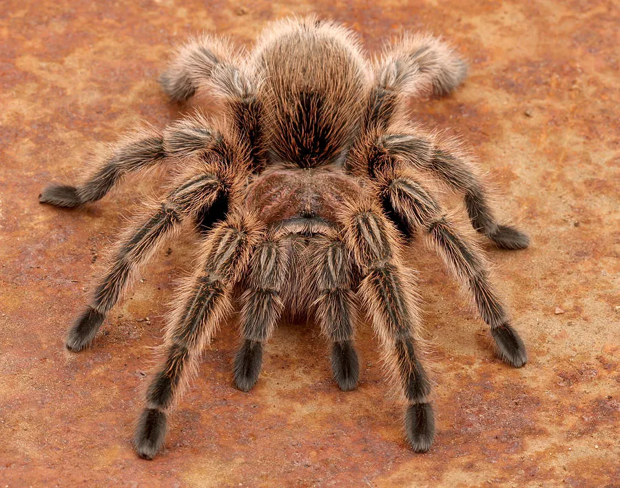 /img/18496-chilean-rose-tarantula-enclosure.webp