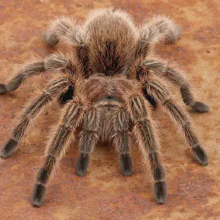 /img/18496-chilean-rose-tarantula-enclosure.webp
