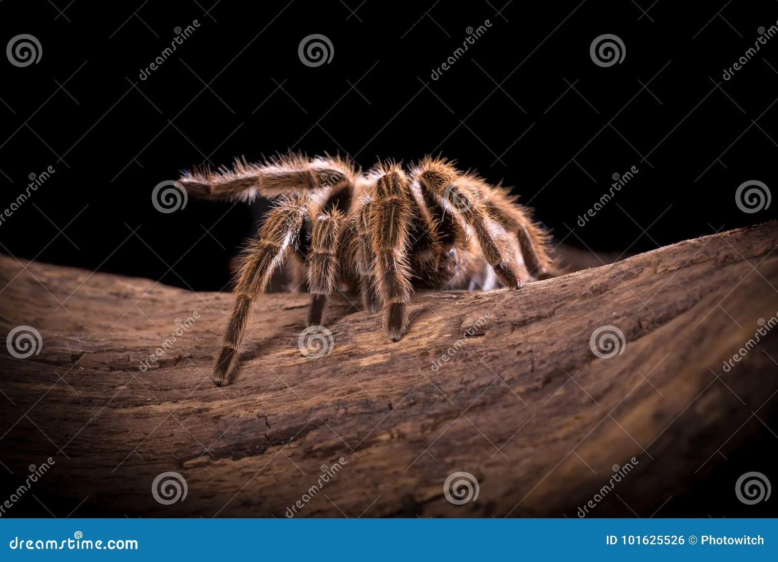 18496 chilean rose tarantula handling