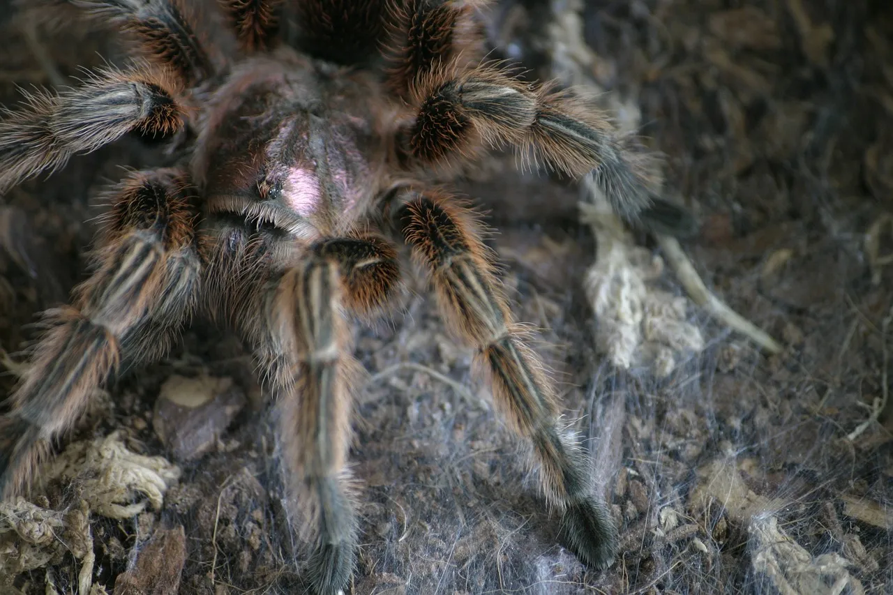 18496 chilean rose tarantula health